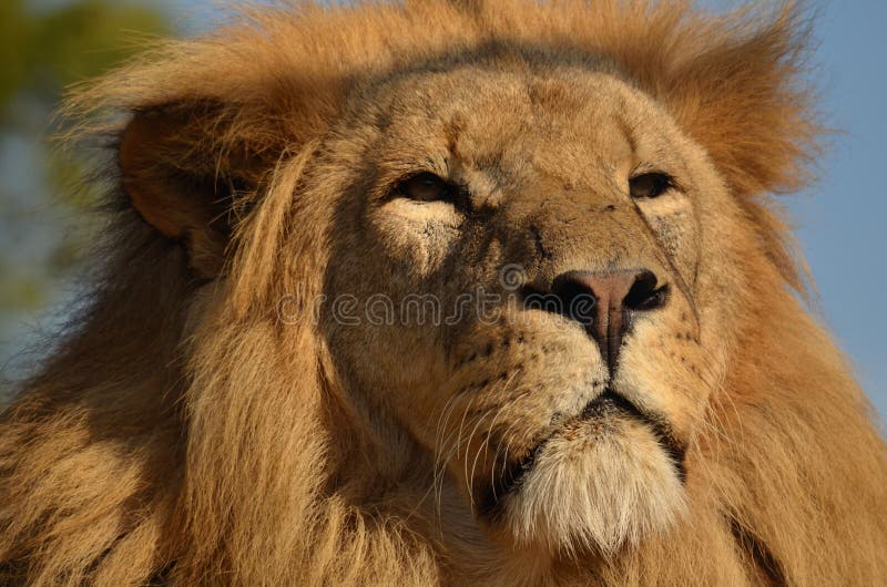 Old male lion surveying surroundings. Old male lion surveying surroundings