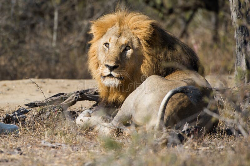 A Lion looking at camera South Africa. A Lion looking at camera South Africa