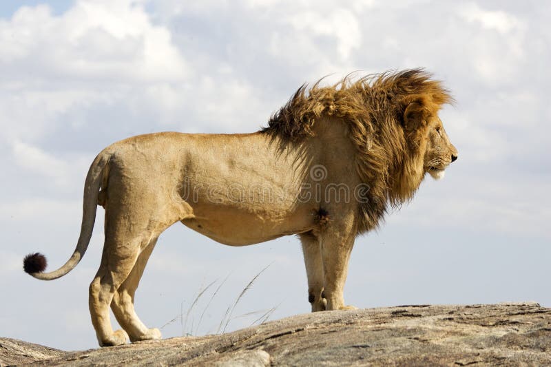 Löwe (Phantera Löwe) stockfotografie Löwe (Phantera Löwe) stockfotografie