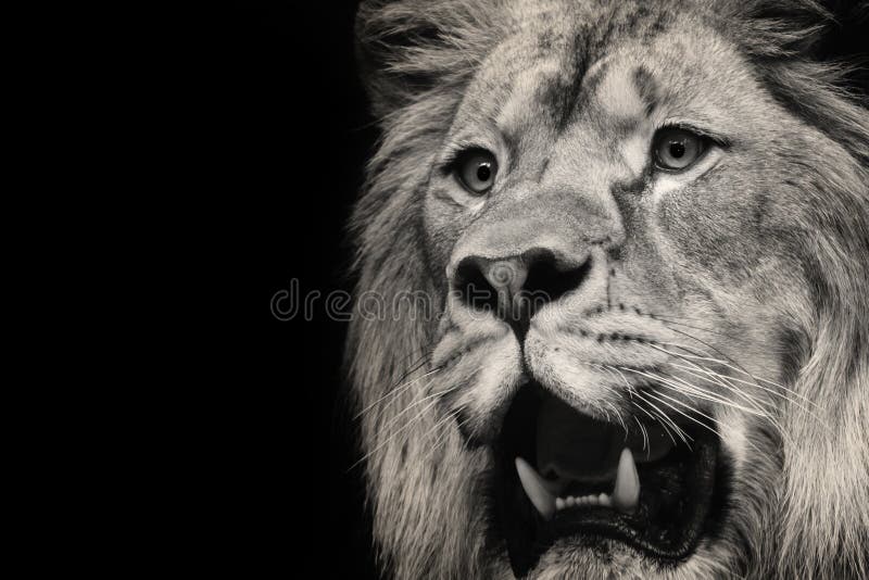 Löwe und Zähne lizenzfreies stockfoto Löwe und Zähne lizenzfreies stockfoto