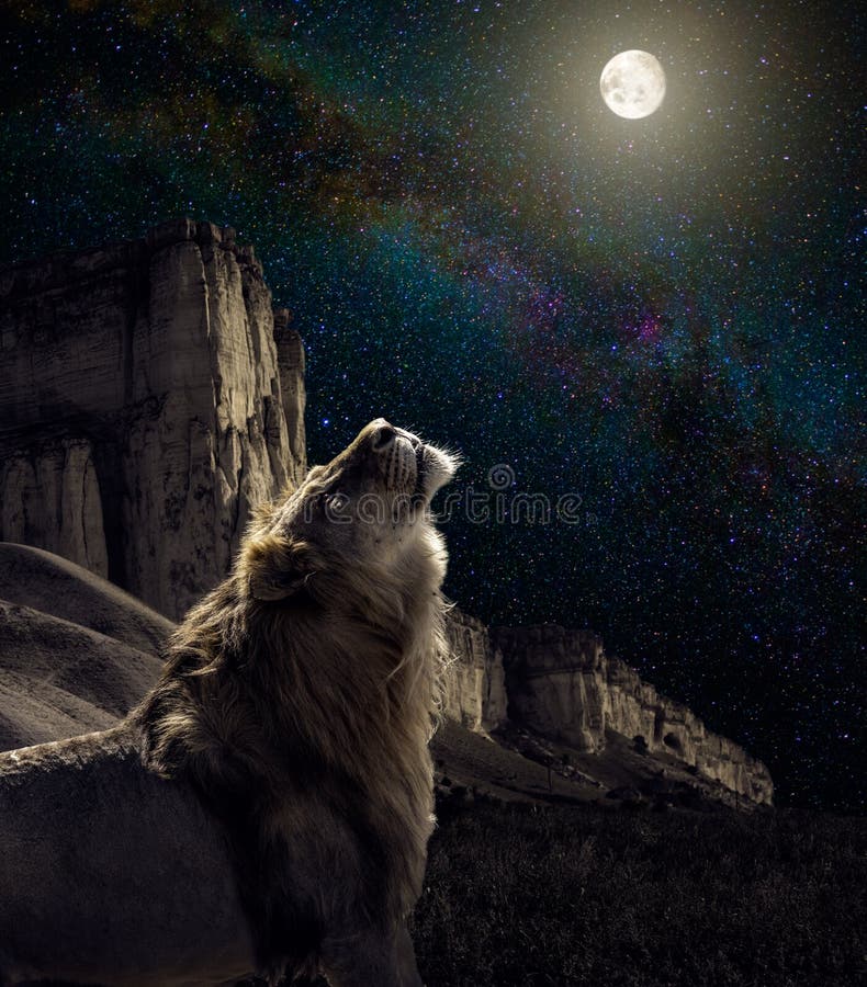 Löweheulen zum Mond stockbild Löweheulen zum Mond stockbild