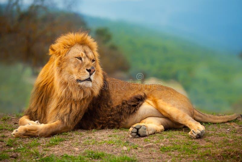 Löwemann, der einen Rest liegt auf dem Berg hat stockfotografie Löwemann, der einen Rest liegt auf dem Berg hat stockfotografie