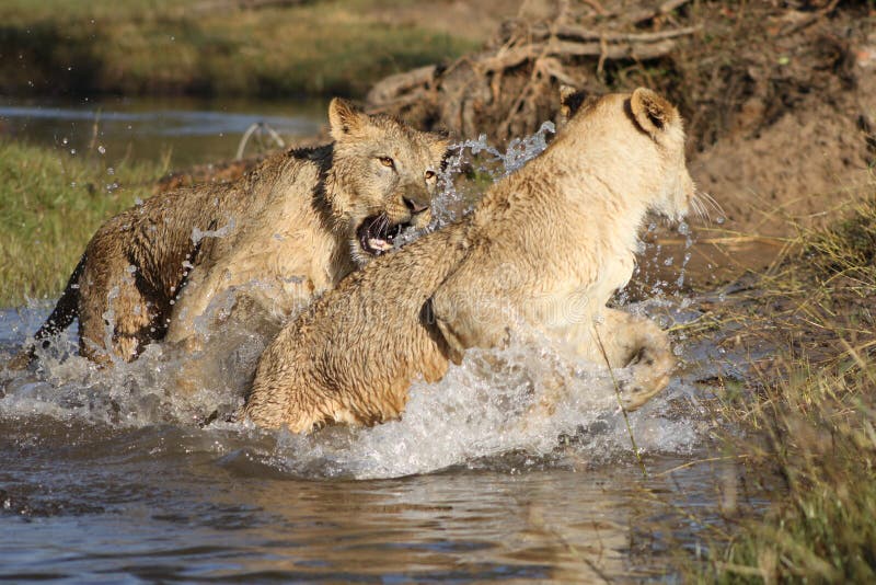 Löwen im Sambia