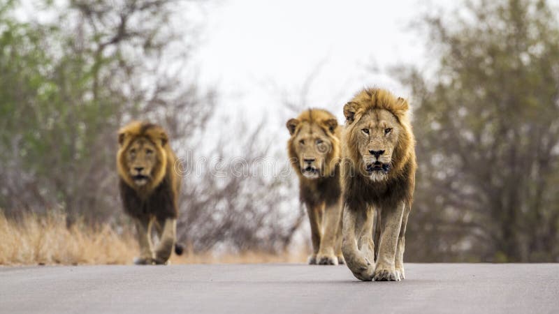 Löwen in Nationalpark Kruger, Südafrika