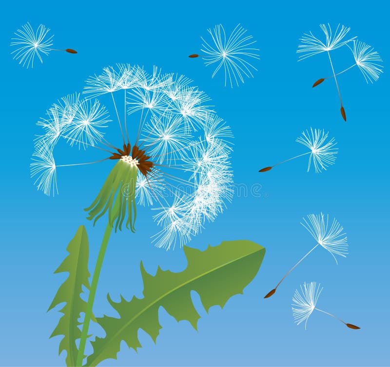 Raster version of vector image of dandelion (contain the Clipping Path of all objects) There is in addition a vector format (EPS 8). Raster version of vector image of dandelion (contain the Clipping Path of all objects) There is in addition a vector format (EPS 8)