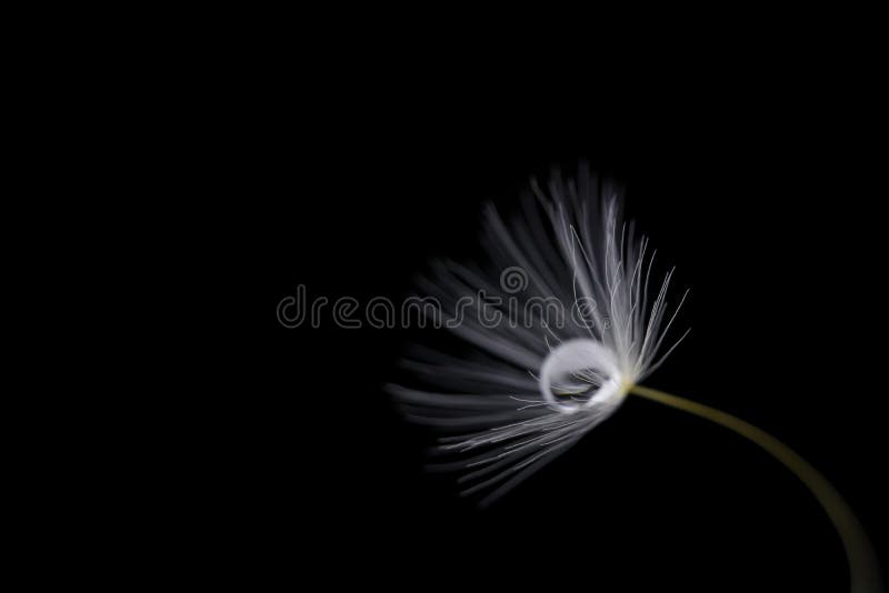 Löwenzahn in der Dunkelheit lizenzfreie stockfotografie Löwenzahn in der Dunkelheit lizenzfreie stockfotografie