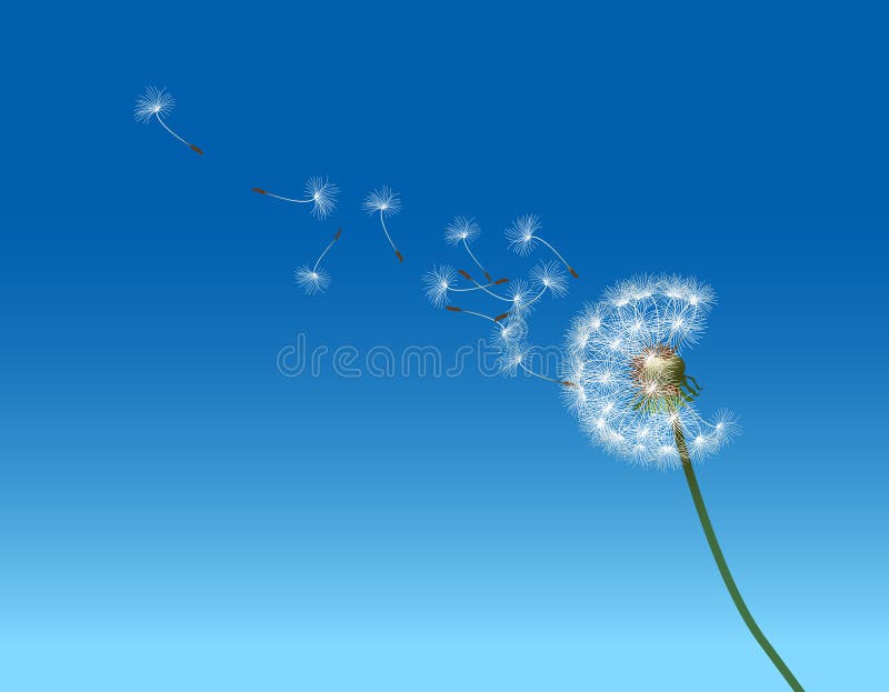 Graphic illustration depicting dandelion seed dispersal. Graphic illustration depicting dandelion seed dispersal