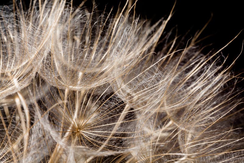 Löwenzahn sät Makro lizenzfreies stockfoto Löwenzahn sät Makro lizenzfreies stockfoto