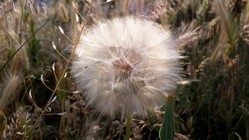 Löwenzahnblume bei Sonnenuntergang auf Grashintergrund Nahaufnahme lizenzfreies stockbild Löwenzahnblume bei Sonnenuntergang auf Grashintergrund Nahaufnahme lizenzfreies stockbild