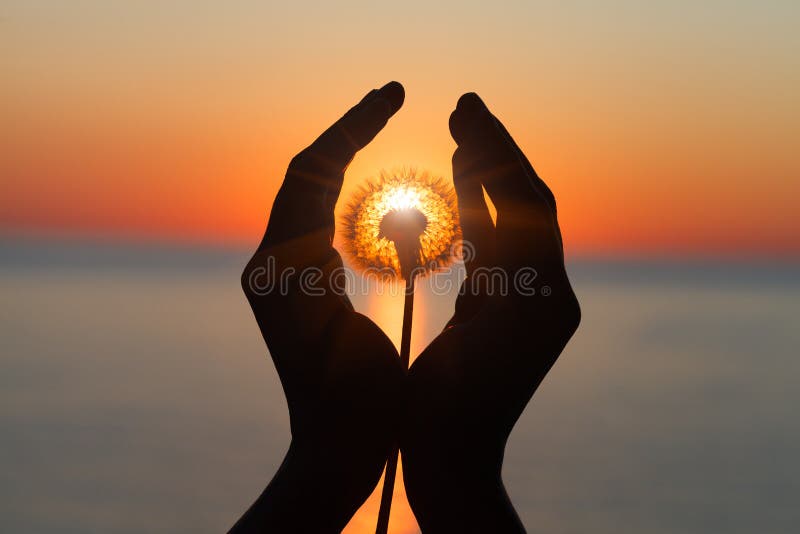 Löwenzahnblume in den Händen der jungen Frau am Sonnenuntergang oder am Sonnenaufganglicht lizenzfreie stockfotografie