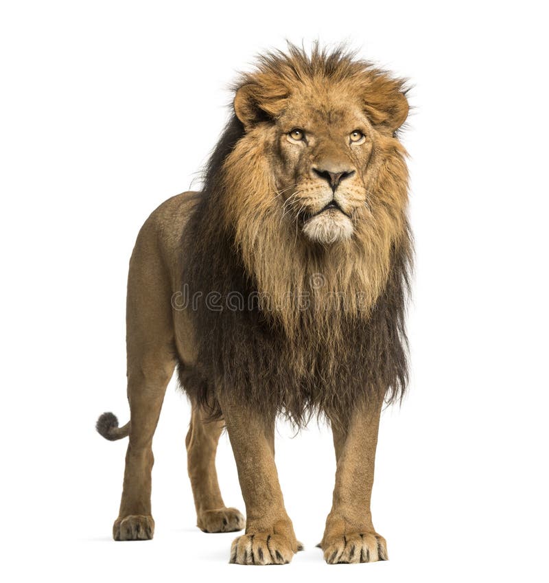 Löwestellung, Panthera Löwe, 10 Jahre alt, lokalisiert lizenzfreies stockfoto Löwestellung, Panthera Löwe, 10 Jahre alt, lokalisiert lizenzfreies stockfoto