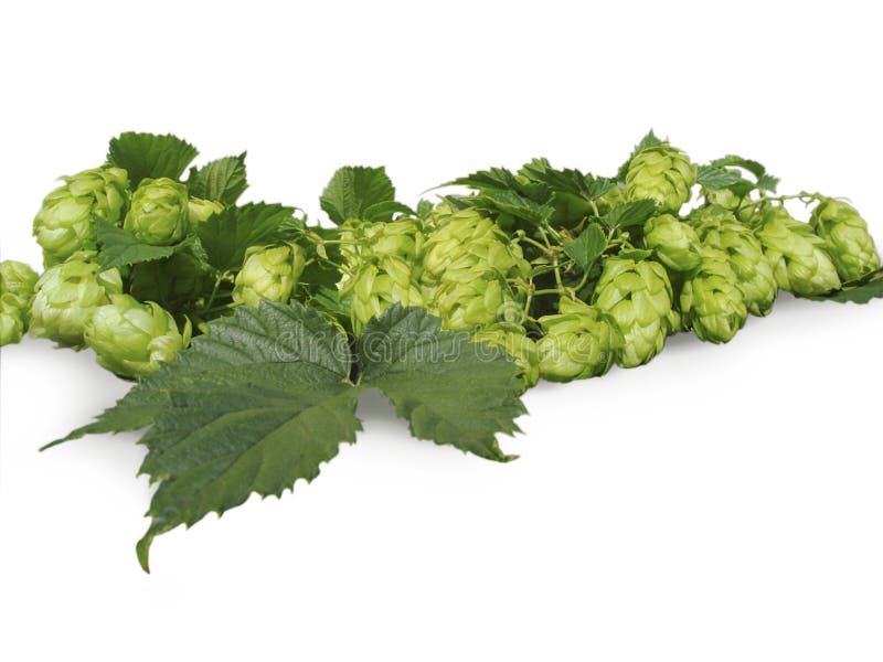 Green hop plant isolated on white background. Green hop plant isolated on white background