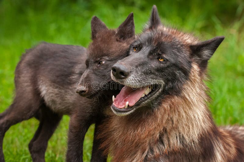Lúpus preto e filhote de cachorro de Grey Wolf Canis da fase caras a cara imagens de stock Lúpus preto e filhote de cachorro de Grey Wolf Canis da fase caras a cara imagens de stock