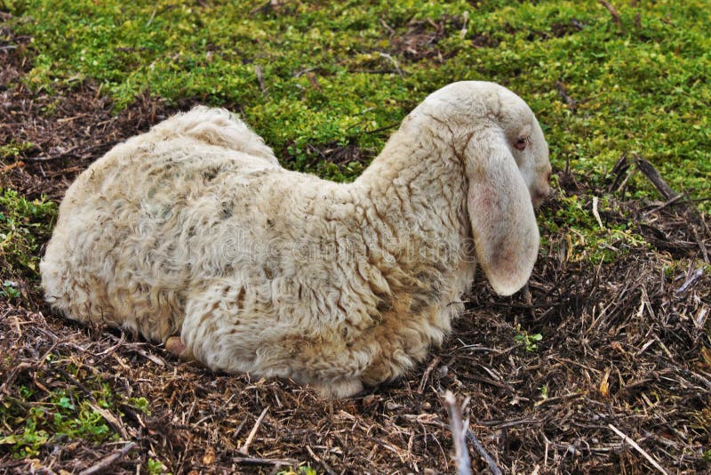 Lügenstillstehendes lamm, während die Menge noch ist stockbild
