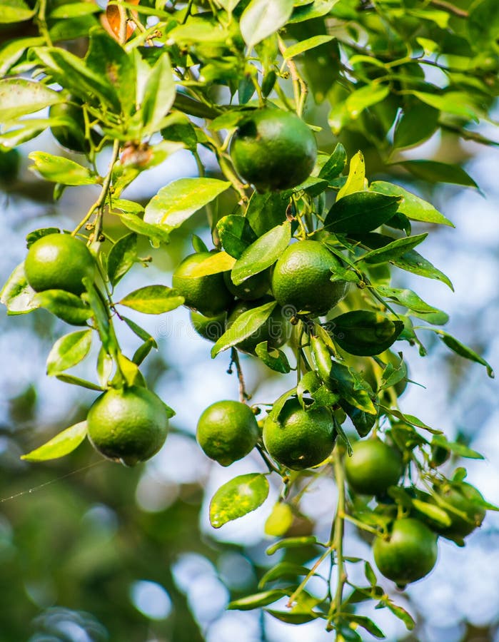 Lămâie verde citrus aurantiifolia royalty free stock photography