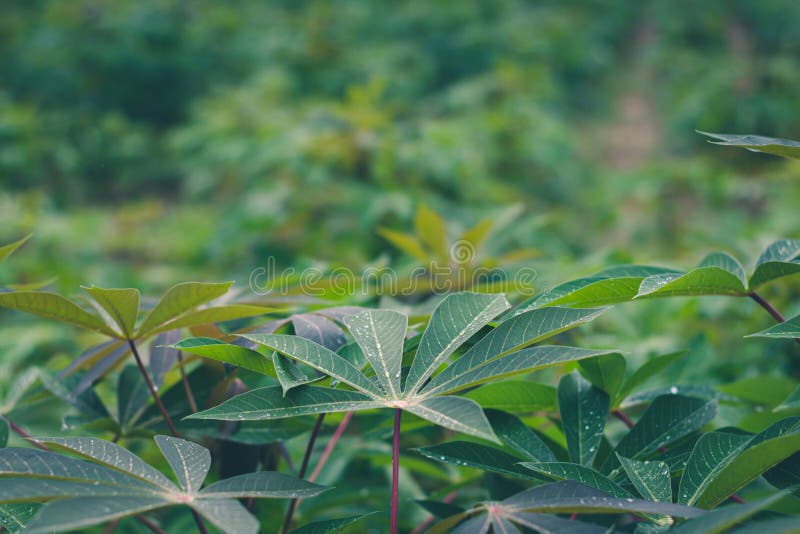 Lăstari tineri în creștere de cassava în rândul în creștere al arborilor de cassava în peisajul de câmp al plantației de cassava royalty free stock photos
