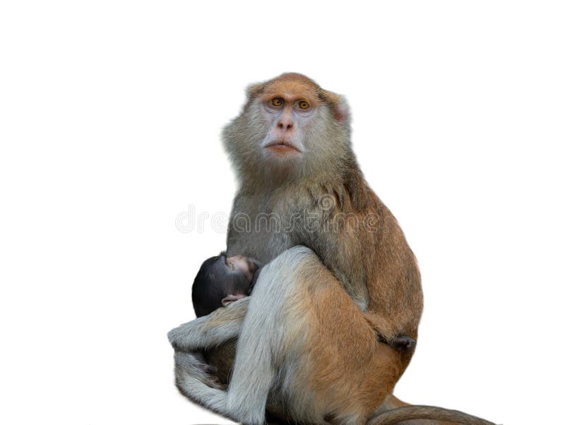 Foto de Macaco Branco Olhando Para Cima e mais fotos de stock de