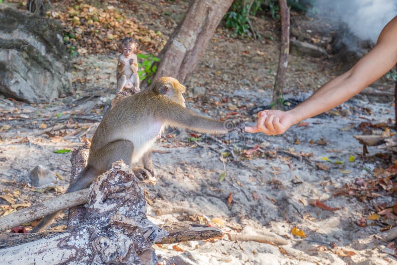 Bebê macaco branco interativo