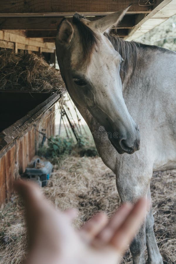 Cavalo Que Olha Para a Frente Imagem de Stock - Imagem de beleza, porta:  108436819