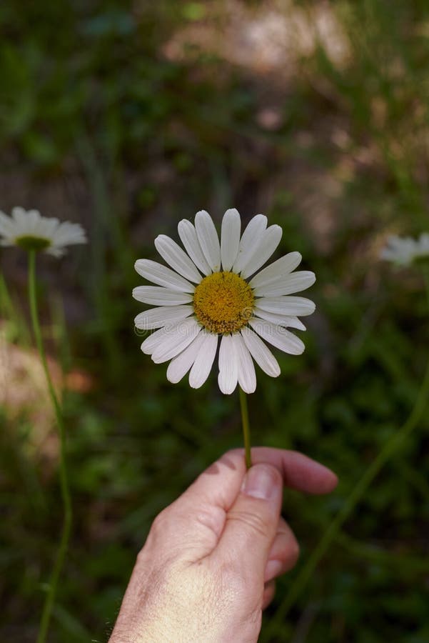 https://thumbs.dreamstime.com/b/m%C3%A3o-segurando-uma-flor-margarida-com-caule-fundo-n%C3%A3o-focado-e-frente-verde-sem-contraste-amarelo-branco-223308560.jpg