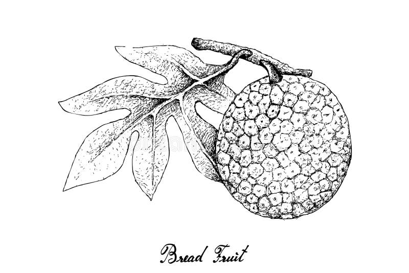 Desenho de Fruta-pão para colorir