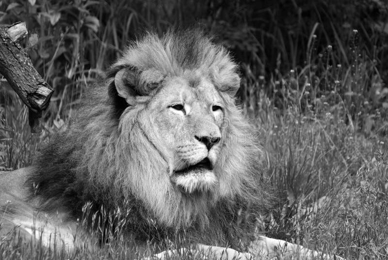 47 2 Lowe Fotos Kostenlose Und Royalty Free Stock Fotos Von Dreamstime