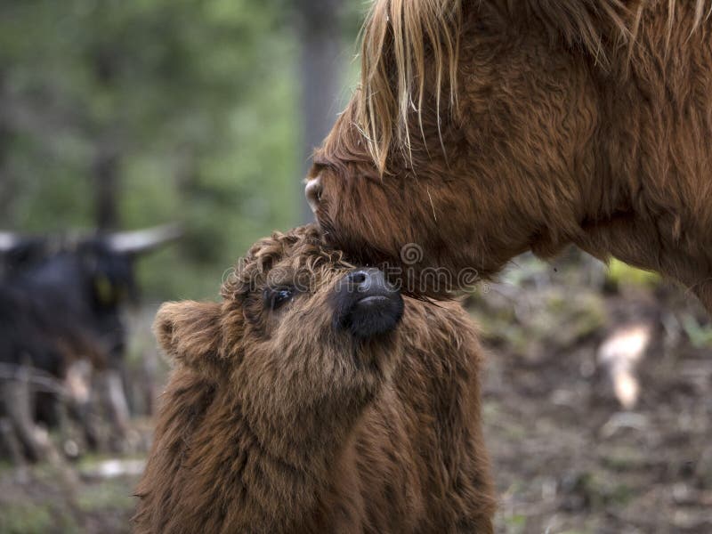 Detail Poilu De Yak De Vache De L Ecosse Highlander Image Stock Image Du Brun Animal