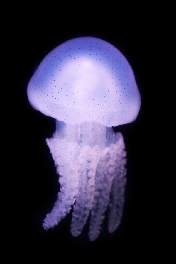 Meduses De Bebe Photo Stock Image Du Tropical Mousse Meduses De Bebe Photo Stock Image Du Tropical Mousse