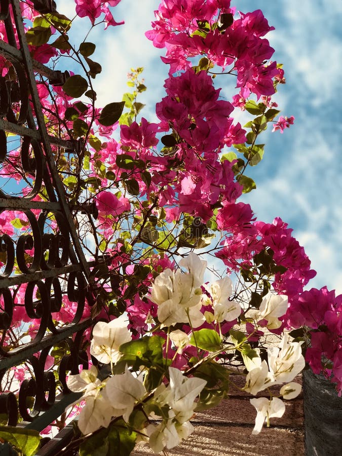 The Famed Gorgeous Flowers of Merida, Mexico - FLOWERS - MEXICO ...