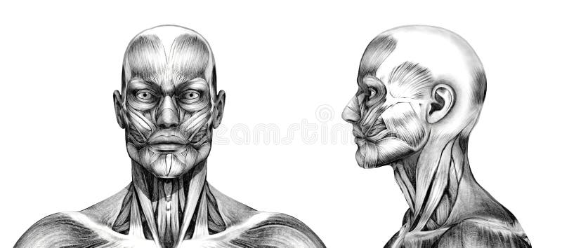 Músculos De La Cabeza - Estilo Del Dibujo De Lápiz Stock de ilustración -  Ilustración de médico, hombre: 22850908