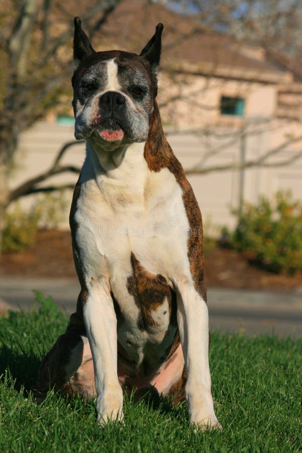 Männlicher BoxerHund stockfoto. Bild von boxer, nett 4718456