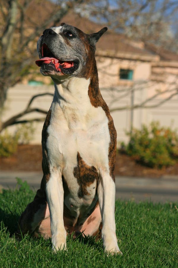 Männlicher BoxerHund stockfoto. Bild von boxer, nett 4718456