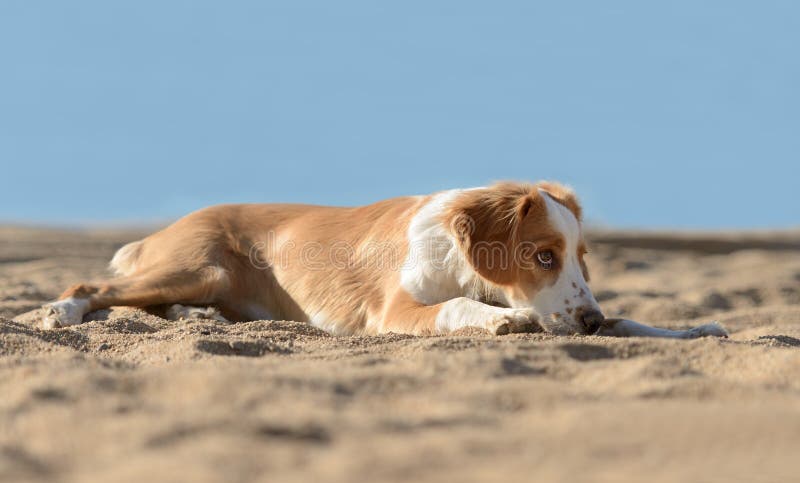 Männlicher Bretonischer Hund Stockfoto Bild von hund, männlicher