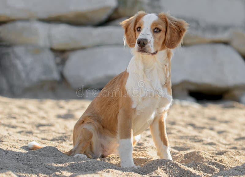 Männlicher Bretonischer Hund Stockfoto Bild von hund, männlicher