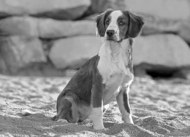 Männlicher Bretonischer Hund Stockfoto Bild von hund, männlicher