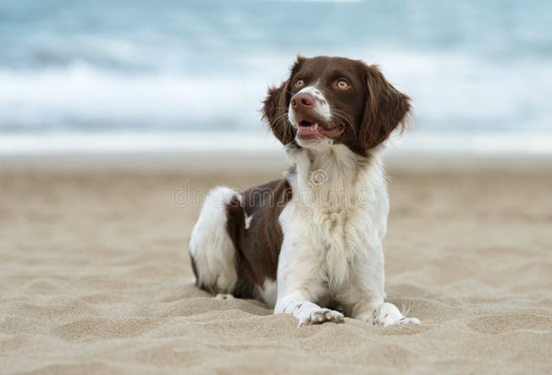 Männlicher Bretonischer Hund Stockfoto Bild von hund, männlicher
