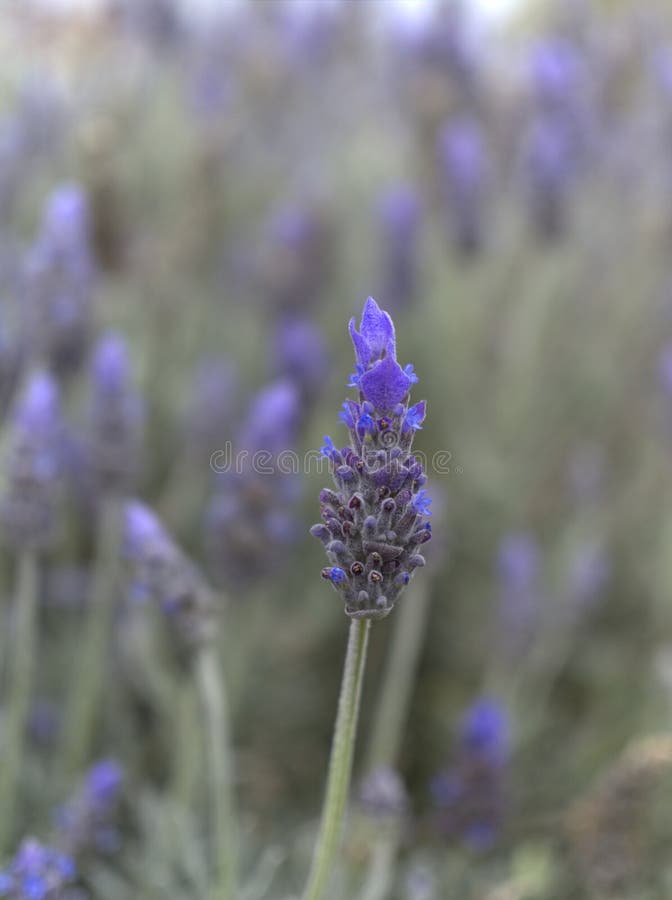 Purple English Lavender Flowering Shrubs Stock Image Image of