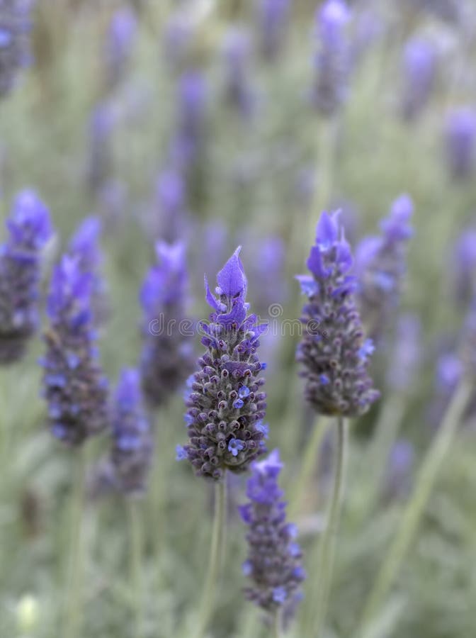 Purple English Lavender Flowering Shrubs during the Spring Stock Image