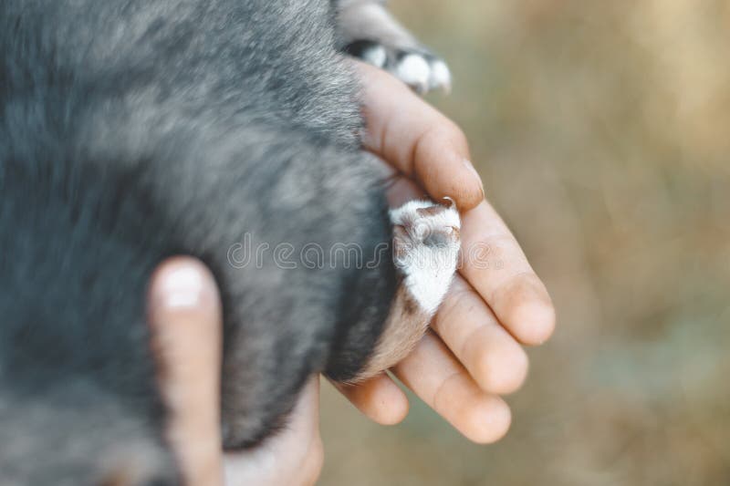 M?dchen, das einen Hund in ihren Armen h?lt in ihren Händen lässt sie eine Tatze beschädigen stockfoto M?dchen, das einen Hund in ihren Armen h?lt in ihren Händen lässt sie eine Tatze beschädigen stockfoto