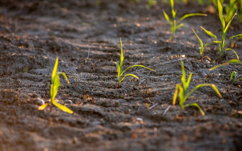Ma?z verde joven que crece en el campo fotografía de archivo libre de regalías Ma?z verde joven que crece en el campo fotografía de archivo libre de regalías