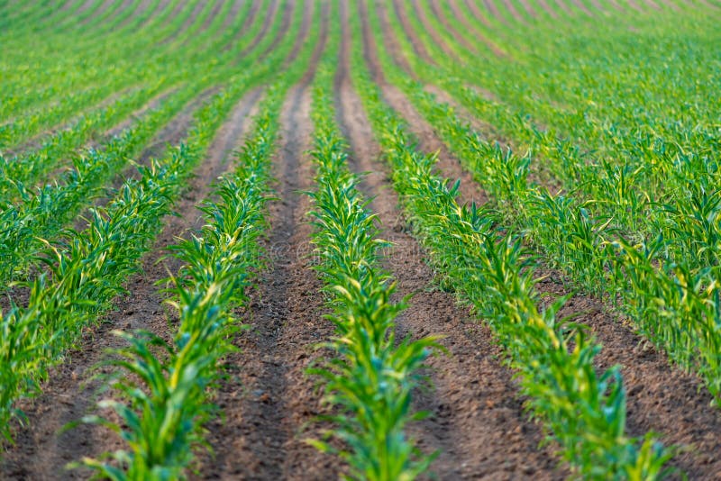 Ma?z verde joven que crece en el campo imagen de archivo Ma?z verde joven que crece en el campo imagen de archivo