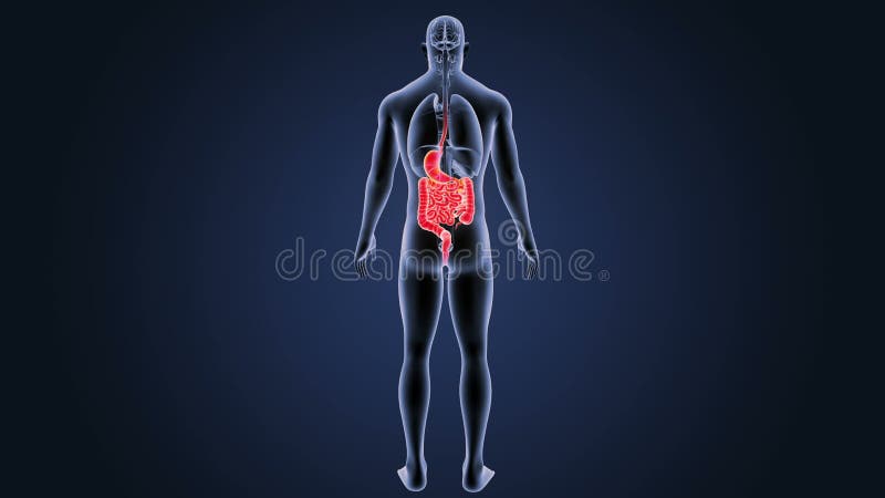 Maag en darm met organen