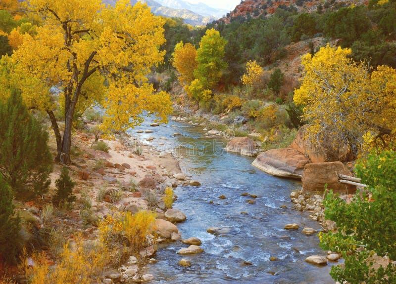 Colorful fall cottonwood trees along the Virgin River, captured at Zion National Park in southwestern Utah. Colorful fall cottonwood trees along the Virgin River, captured at Zion National Park in southwestern Utah.