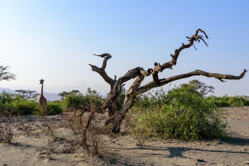 Maasai giraffes Giraffa tippelskirchi near Lake Natron, East Africa, August 2017, Northern Tanzania. Maasai giraffes Giraffa tippelskirchi near Lake Natron, NP royalty free stock images Maasai giraffes Giraffa tippelskirchi near Lake Natron, East Africa, August 2017, Northern Tanzania. Maasai giraffes Giraffa tippelskirchi near Lake Natron, NP royalty free stock images