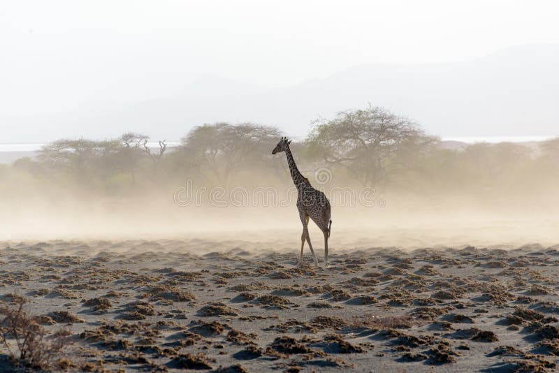 Maasai giraffes Giraffa tippelskirchi near Lake Natron, East Africa, August 2017, Northern Tanzania. Maasai giraffes Giraffa tippelskirchi near Lake Natron, NP royalty free stock photo Maasai giraffes Giraffa tippelskirchi near Lake Natron, East Africa, August 2017, Northern Tanzania. Maasai giraffes Giraffa tippelskirchi near Lake Natron, NP royalty free stock photo