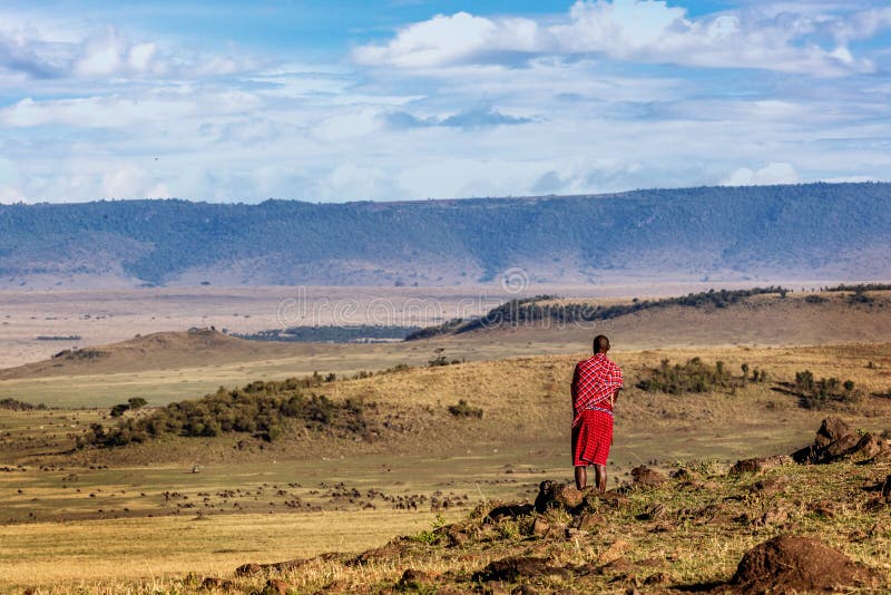 Authentic Maasai tribe member male standing in the middle of the Mara Triangle Conservency looking out over the beautiful rolling hillside land. Authentic Maasai tribe member male standing in the middle of the Mara Triangle Conservency looking out over the beautiful rolling hillside land