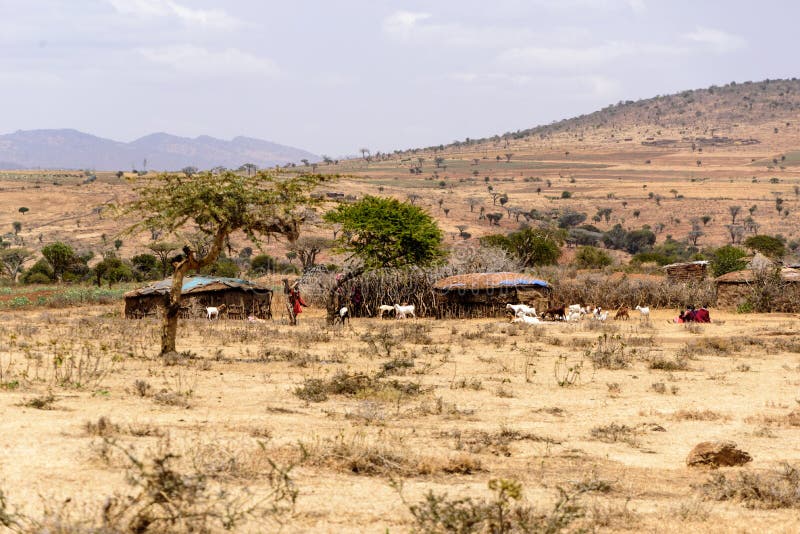 Maasai village in the savanna on the way to the Natron lake, Safari, East Africa, August 2017, Northern Tanzania. Maasai village in the savanna on the way to the stock images Maasai village in the savanna on the way to the Natron lake, Safari, East Africa, August 2017, Northern Tanzania. Maasai village in the savanna on the way to the stock images