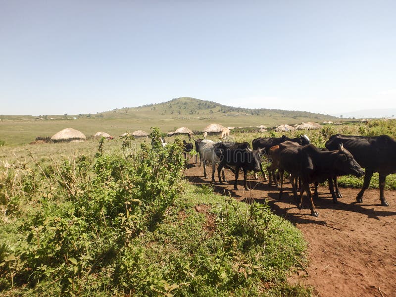 Maasi cows on dirt road, Ngorongoro Conservation Area, Tanzania