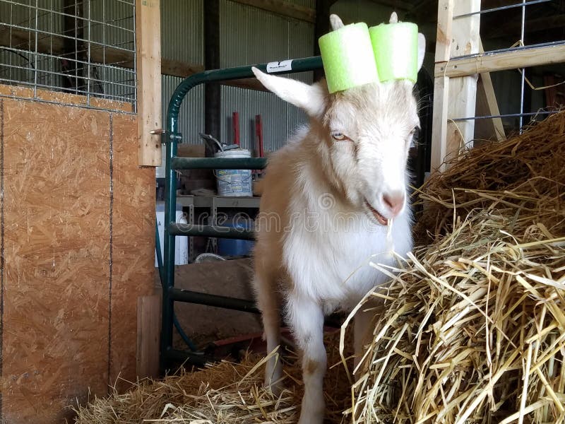 Mac with his pool noodles stock image. Image of goat 160943497