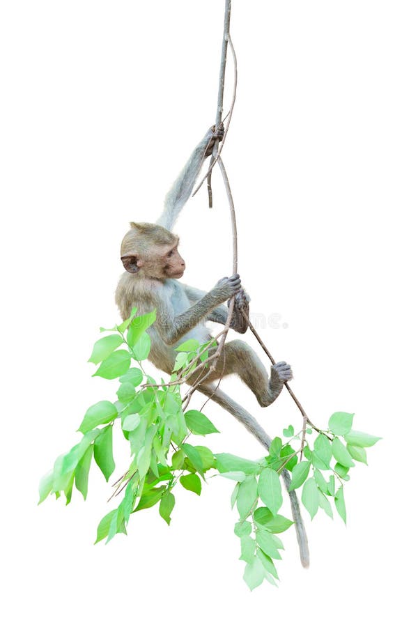 Macaca or monkey is dangling and swing, looking like Tarzan on a branch. It\'s cute, funny, climbing the tree. royalty free stock images